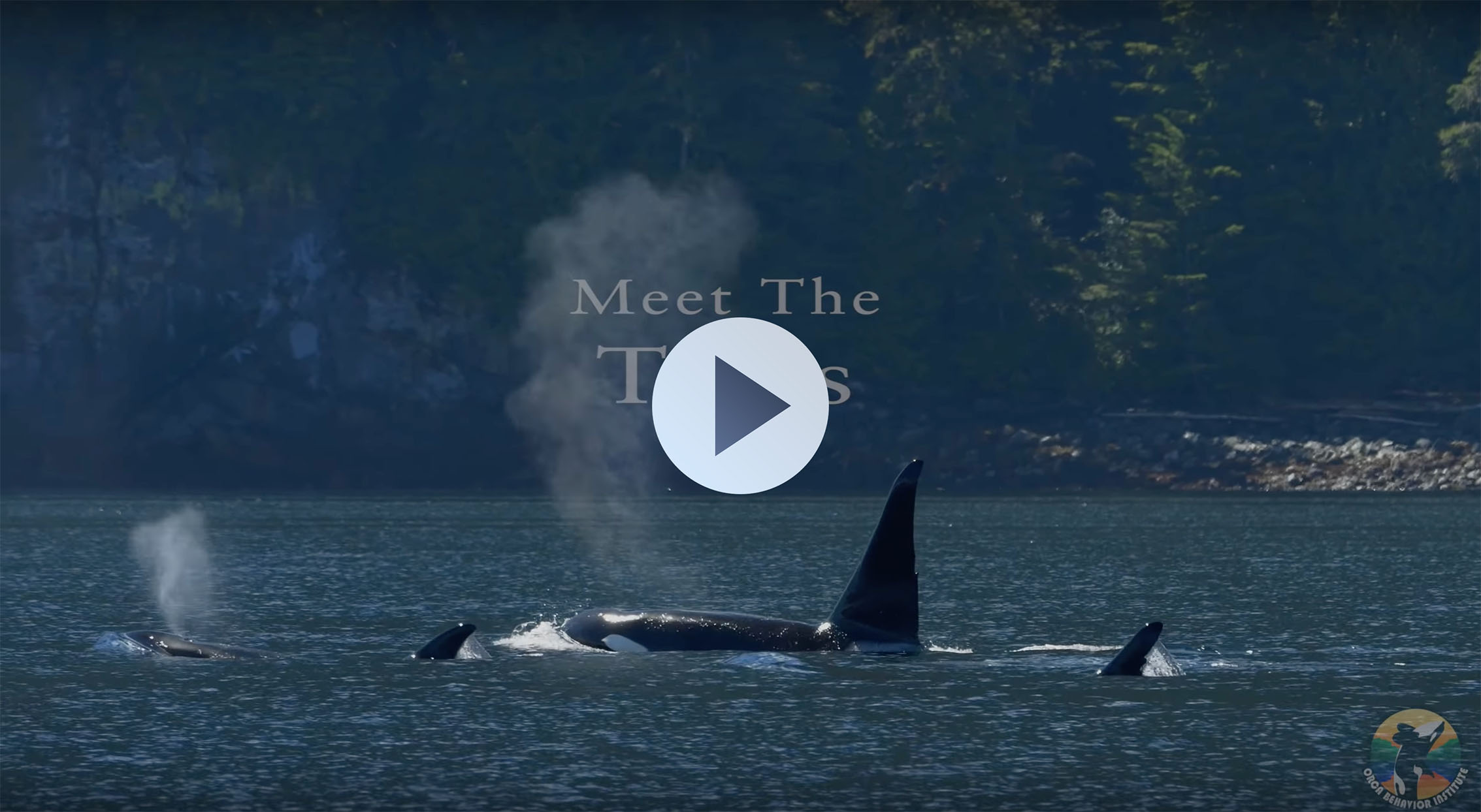 T46s | Bigg's (Transient) Killer Whales